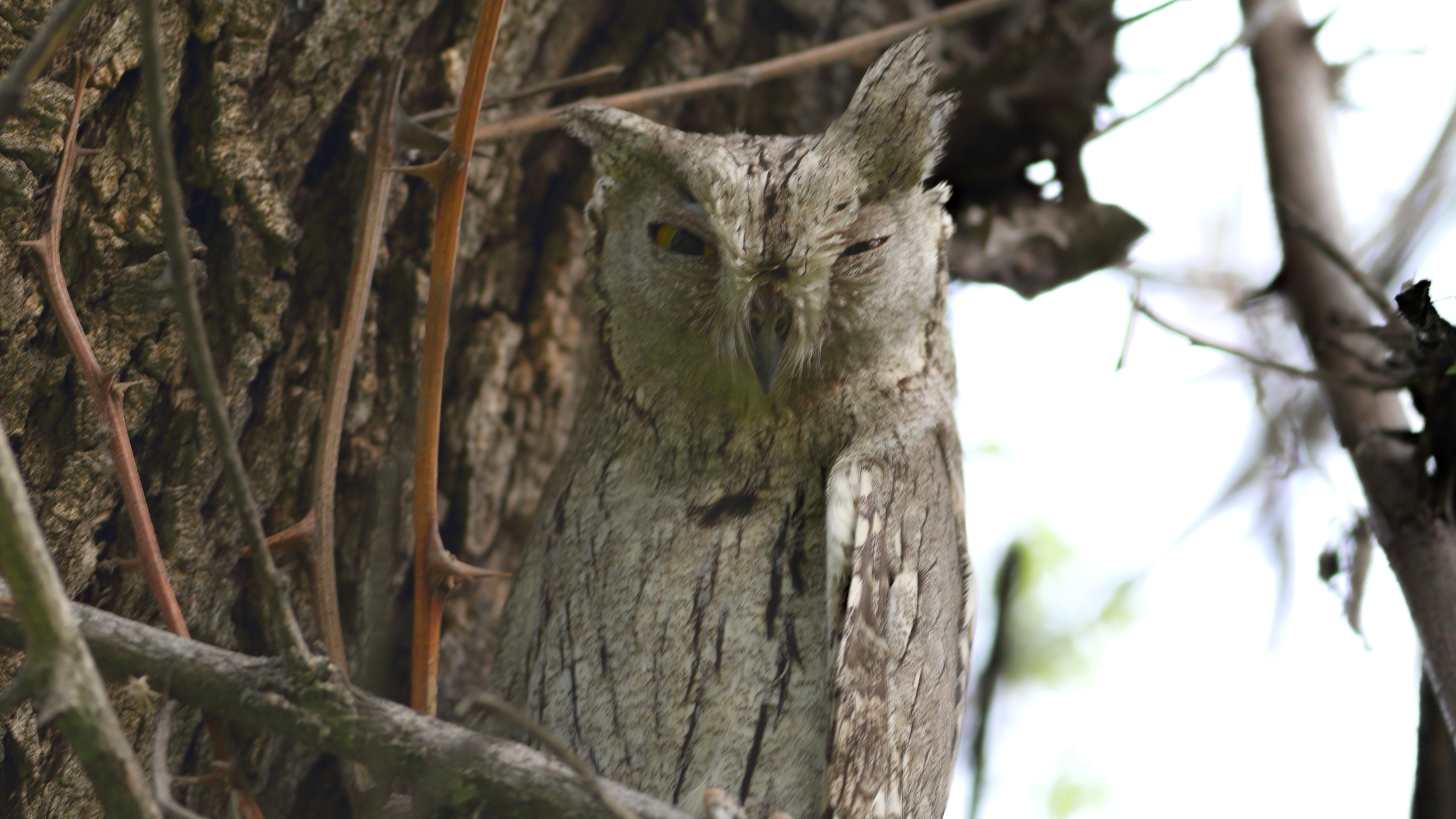 Pallid Scops-Owl